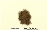 藏品(鼠尾苔)的圖片